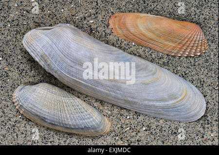 Common piddock (Pholas dactylus), American piddock (Petricola pholadiformis) and White piddock (Barnea candida) shells on beach Stock Photo