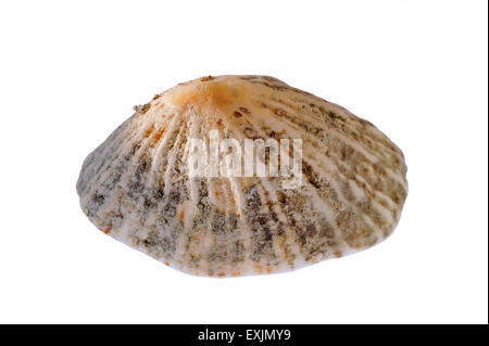 Common limpet / common European limpet (Patella vulgata) shell on white background