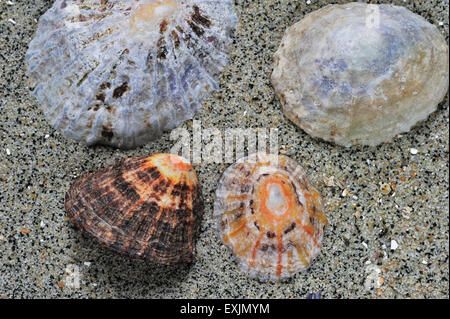 Common limpets / common European limpet (Patella vulgata) shells washed ashore on beach