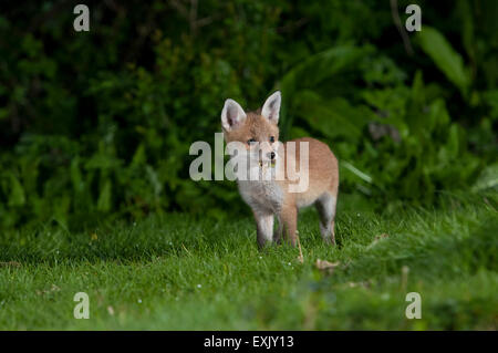 A young Red Fox cub (Vulpes vulpes) exploring a suburban garden at night, Hastings, East Sussex, UK Stock Photo