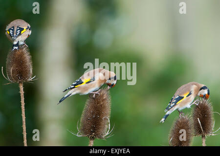 Three goldfinches feed on teasel heads, Hastings, East Sussex, UK Stock Photo