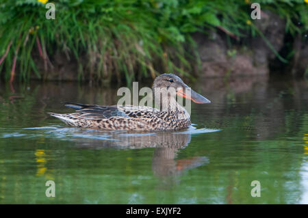 A Shoveler duck swims while looking for food, Cley Marshes, Norfolk, UK Stock Photo
