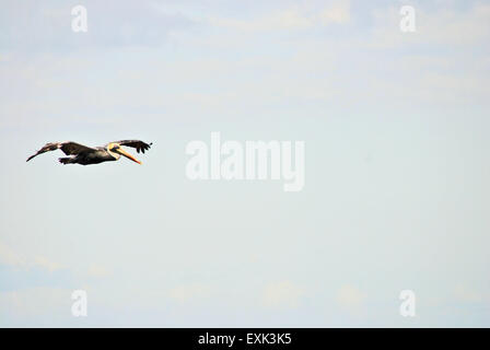 A pelican flying in the air against a white cloudy sky. Stock Photo