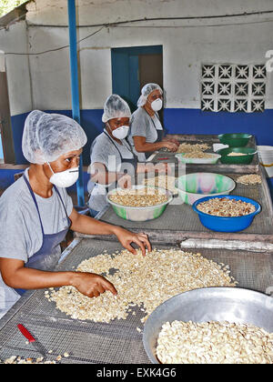 panama-central-america-2007-a-cashew-nut-factory-people-cleaning-pealing-exk4g6.jpg