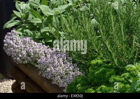 Raised bed for culinary herbs, mint, curly leaf parsley, rosemary, thyme (flowering) and sage for use in the kitchen Stock Photo