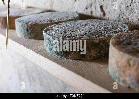 Goat cheese maturing in basement. Studio shoot with mystic light effect. Stock Photo