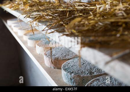 Goat cheese maturing in basement. Studio shoot with mystic light effect. Stock Photo