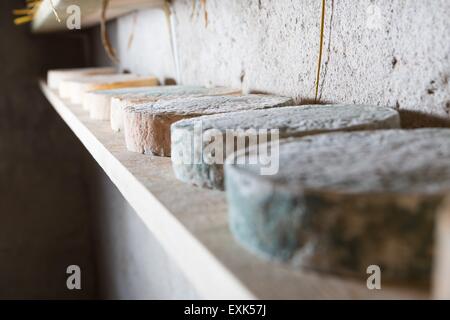 Goat cheese maturing in basement. Studio shoot with mystic light effect. Stock Photo