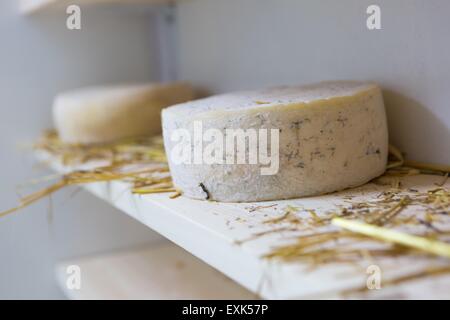 Goat cheese maturing in basement. Studio shoot with mystic light effect. Stock Photo