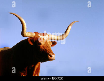 State animal for Texas is the Longhorn, mascot for the University of Texas and numerous high schools. Longhorns brought by Spanish could were hardy and could survive in dry Texas ranches before being herded north to the railroad in the 1850's. Stock Photo