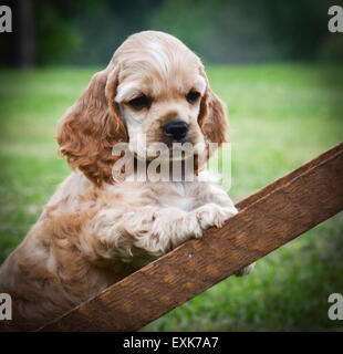 curious puppy climbing up a ladder - american cocker spaniel Stock Photo