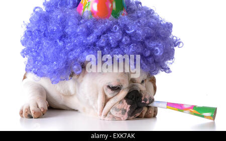 birthday dog - bulldog humanized as female with wig and hat blowing on horn Stock Photo