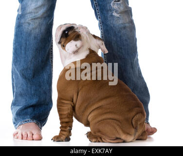 woman's legs with puppy looking up - bulldog Stock Photo