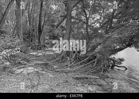 Alluvial forest on the waterfront of Danube in National park  Donau-Auen in Austria. Stock Photo