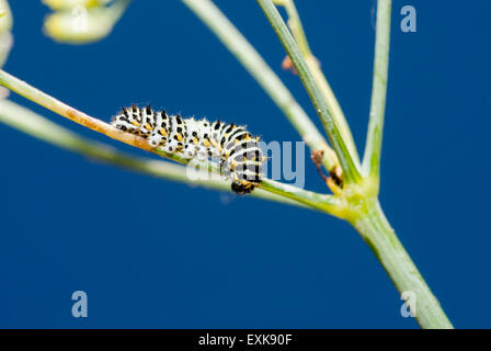 Swallowtail butterfly caterpillar papilio machaon on fennel Stock Photo