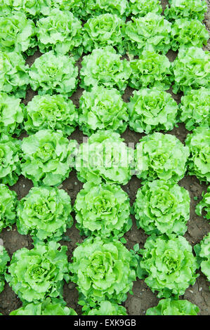 Lettuce (Lactuca sativa) in commercial cultivation, Rhineland-Palatinate, Germany, Europe Stock Photo