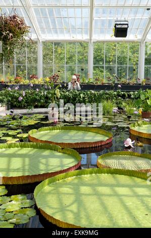 Interior of the Waterlily house in Royal Botanical Gardens Kew London England UK Stock Photo