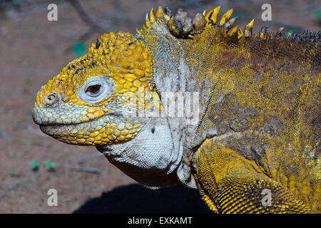 Land Iguana (Conolophus subcristatus) Close-up, Galapagos Islands, Ecuador Stock Photo