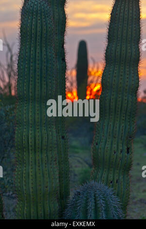 Saguaro cactus at sunset in Organ Pipe National Monument, Arizona, USA Stock Photo