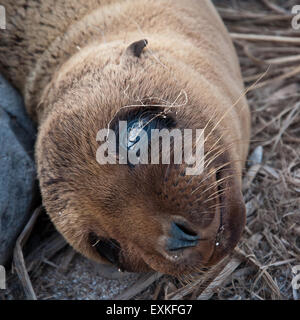 Galapagos Sea Lion Cub Close-Up Espanola Island Stock Photo