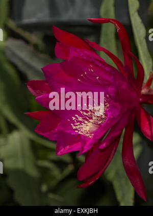 Red orchid cactus flower, Epiphyllum ackermannii, blooms in a garden in spring Stock Photo