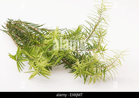 Tea tree (Melaleuca alternifolia) leaves on white background Stock Photo