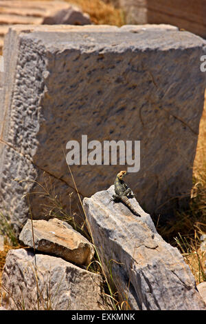 One of the countless, famous lizards at the archaeological site of the 'sacred' island of Delos, Cyclades, Greece. Stock Photo