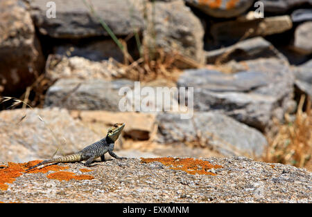 One of the countless, famous lizards at the archaeological site of the 'sacred' island of Delos, Cyclades, Greece. Stock Photo