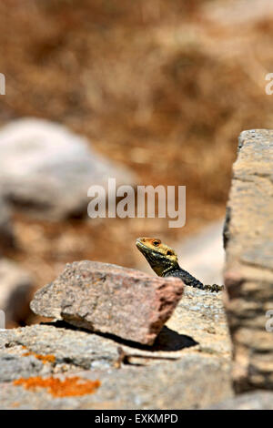 One of the countless, famous lizards at the archaeological site of the 'sacred' island of Delos, Cyclades, Greece. Stock Photo