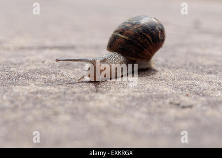 Snail crawls on sand Close-up Stock Photo