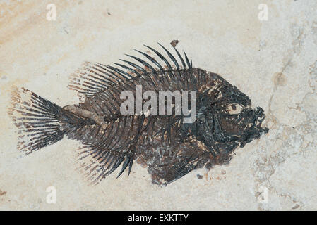 Priscacara (Priscacara serrata), fossil from the Eocene, find spot Fossil Lake, National Park Fossil Butte National Monument Stock Photo