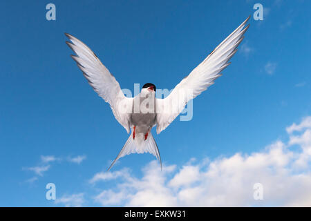 Arctic Tern (Sterna paradisaea), attacking adult in flight, Schleswig-Holstein, Germany Stock Photo