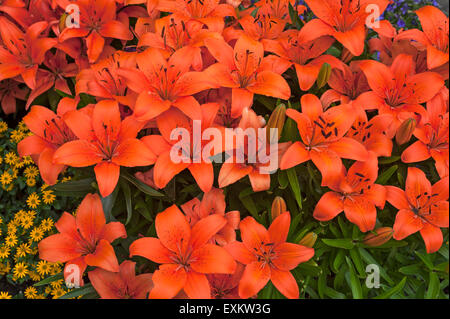 Orange Tiger Lilies (Lilium lancifolium), Bavaria, Germany Stock Photo