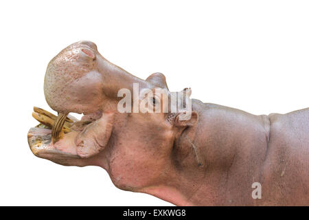 Hippopotamus, Latin name - Hippopotamus amphibius isolated on white background Stock Photo