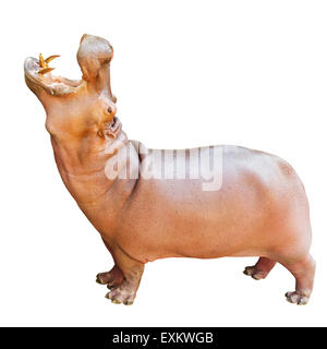 Hippopotamus, Latin name - Hippopotamus amphibius isolated on white background Stock Photo