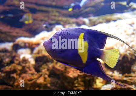 Purple yellowbar angelfish - Pomacanthus maculosus swimming under water in crystal water sea Stock Photo