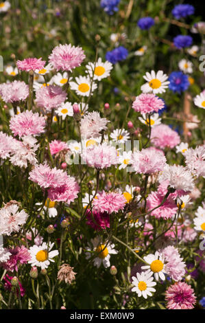 wild flowers in country cottage Stock Photo - Alamy
