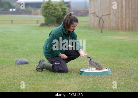 Whipsnade Zoo, Bedfordshire, UK. 15th July, 2015. Four meerkats are put through their paces in preparation for the Deadly Summer Shows at ZSL Whipsnade Zoo, Bedfordshire, UK Credit:  Neville Styles/Alamy Live News Stock Photo