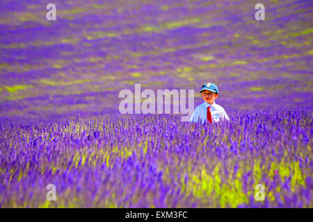 Painterly effect of young boy in the lavender on an Open Day at Lordington Lavender Farm, Lordington, West Sussex UK in July Stock Photo