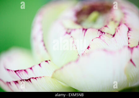 beautiful white ranunculus with dark pink tipped petals Jane Ann Butler Photography JABP718 Stock Photo