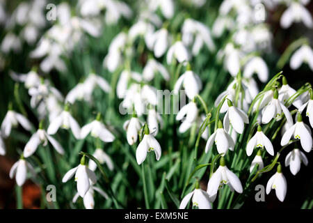 lovely characterful snowdrops in the February sunshine Jane Ann Butler Photography JABP1183 Stock Photo