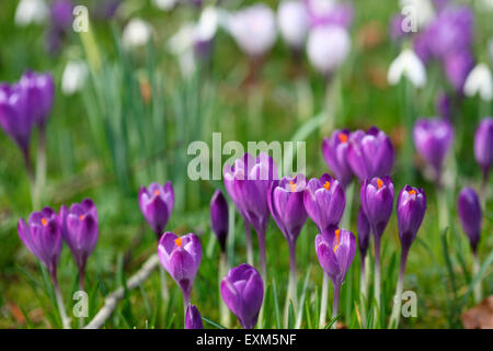 delightful February crocus and snowdrops Jane Ann Butler Photography JABP1195 Stock Photo
