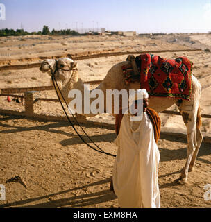 Ein Kamelritt durch die Oase Nefta, Tunesien 1970er Jahre. A camel ride through the oasis of Nefta, Tunisia 1970s. Stock Photo