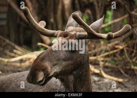 Moose (Alces alces), also known as the elk at Ohrada Zoo in Hluboka nad Vltavou, South Bohemia, Czech Republic. Stock Photo