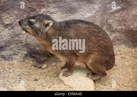 Rock hyrax (Procavia capensis), also known as the Cape hyrax at Ohrada Zoo in Hluboka nad Vltavou, South Bohemia, Czech Republic Stock Photo