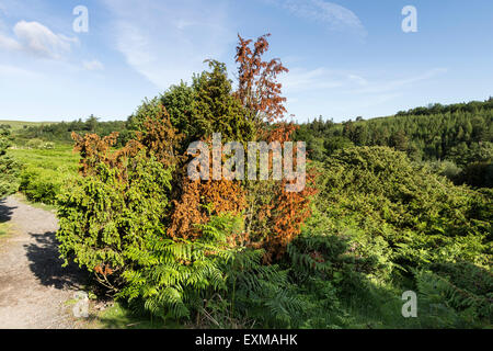 Juniper Tree Juniperus communis Suffering from the Phytophthora ...