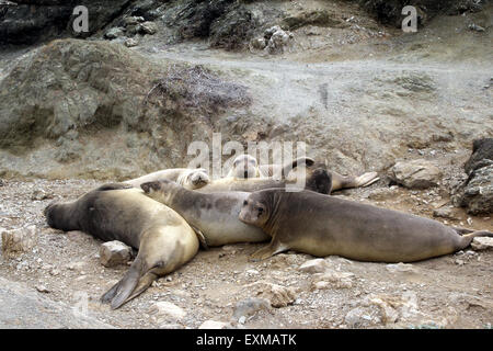 Group of Northern Elephant Seals Baja California Mexico Stock Photo