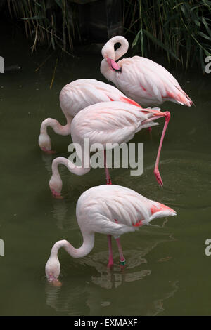 Greater Flamingo (Phoenicopterus roseus) at Ohrada Zoo in Hluboka nad Vltavou, South Bohemia, Czech Republic. Stock Photo