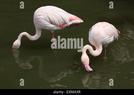 Greater Flamingo (Phoenicopterus roseus) at Ohrada Zoo in Hluboka nad Vltavou, South Bohemia, Czech Republic. Stock Photo