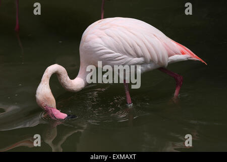 Greater Flamingo (Phoenicopterus roseus) at Ohrada Zoo in Hluboka nad Vltavou, South Bohemia, Czech Republic. Stock Photo